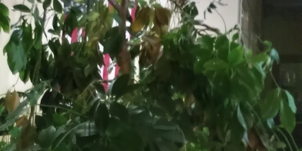 Self Help Addiction Rehab (SHAR)